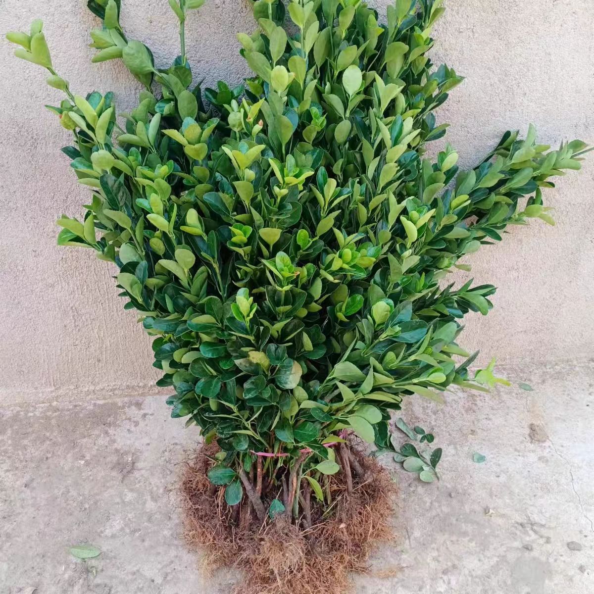 法国冬青价格农户自产直发