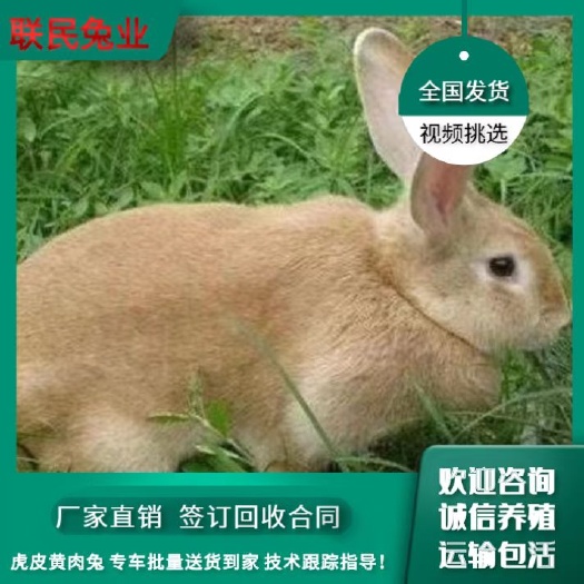 虎皮黄肉兔 专车批量送货到家 技术跟踪指导!