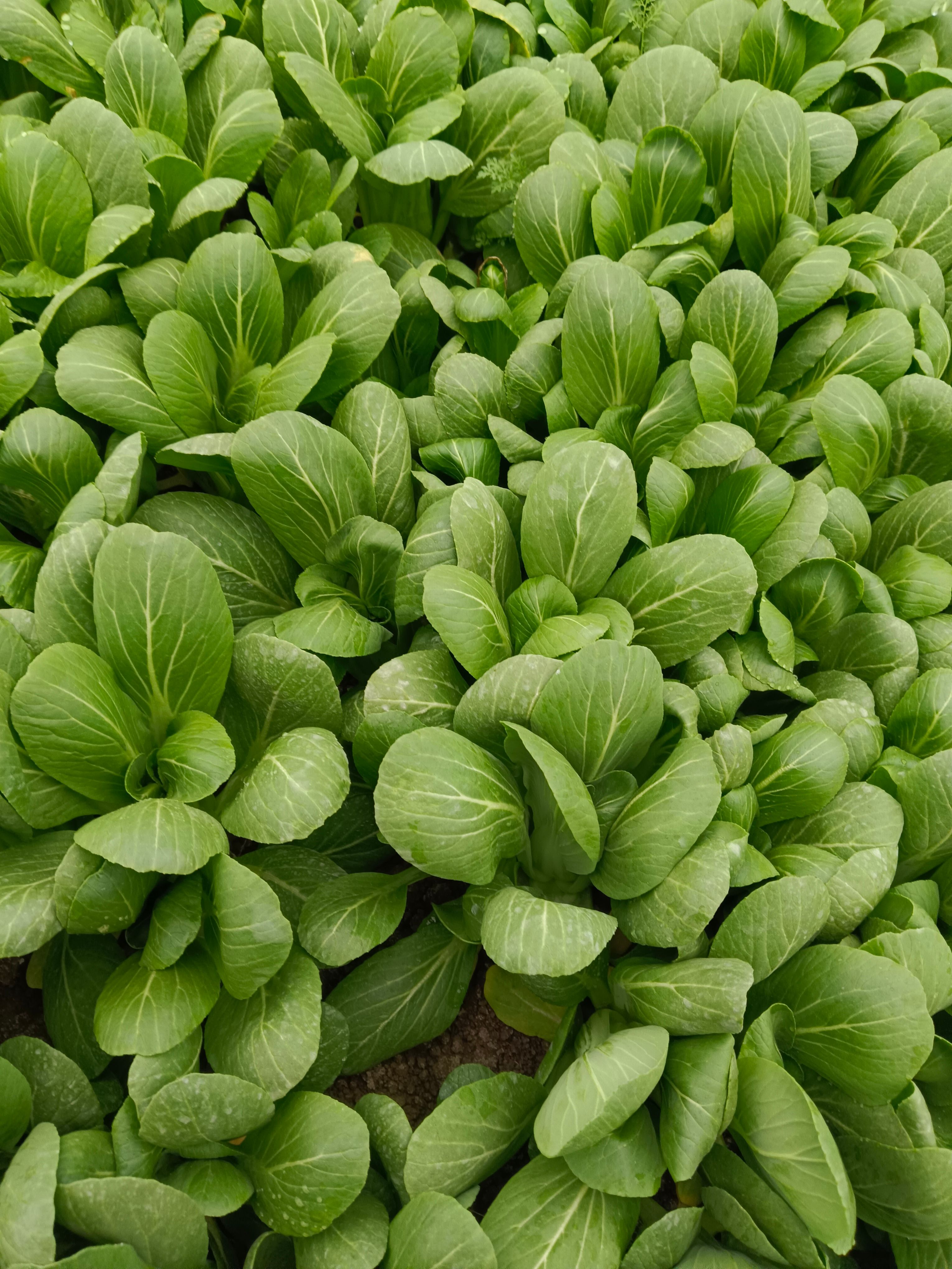 上海青，安徽太和上海青，产地直发，常年大量有货，