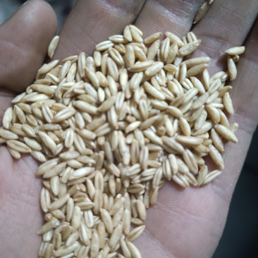 燕麦米 质量好 酿酒 熬粥 商超 价格美丽 新货