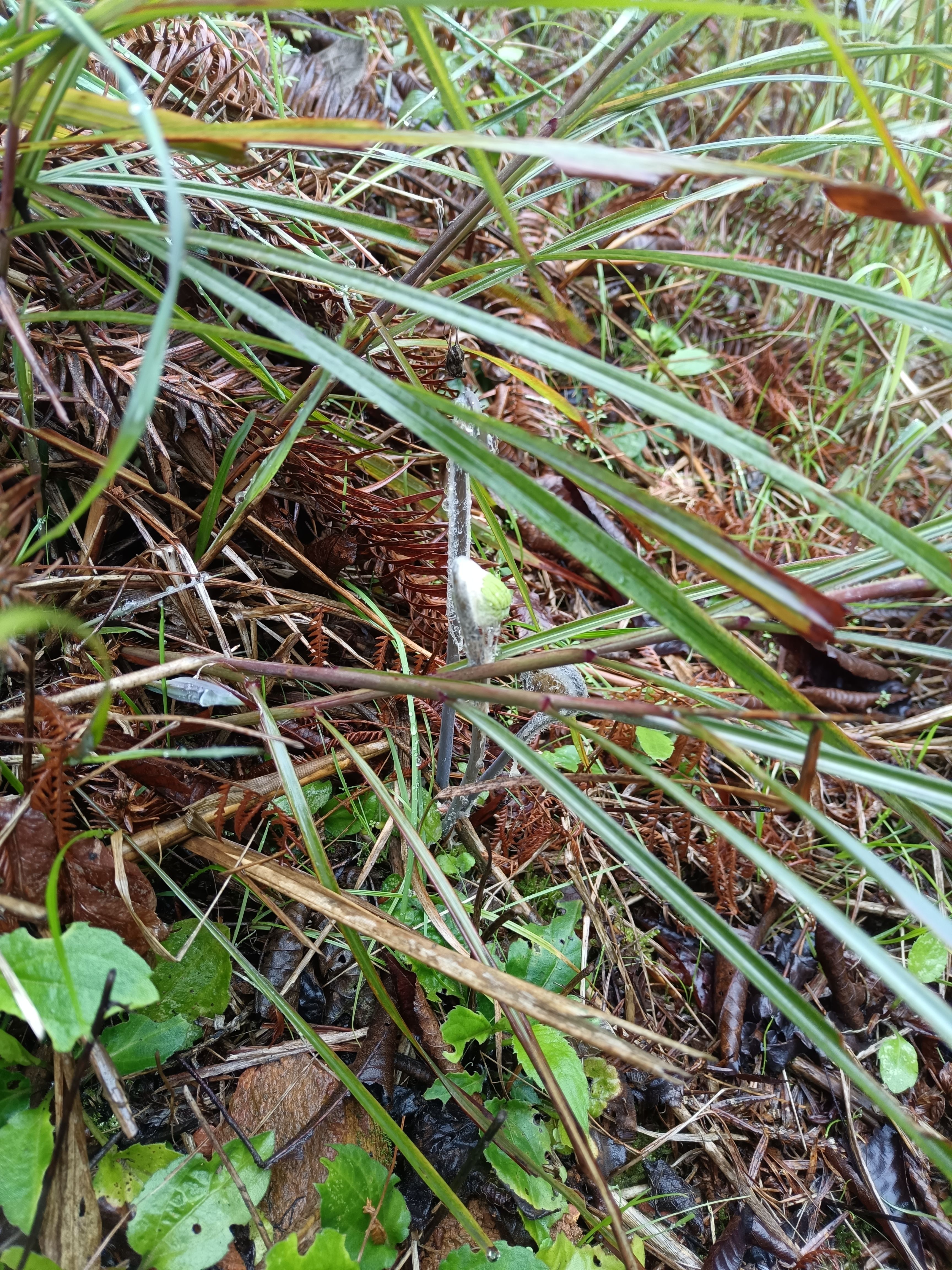 微菜，毛牛广苗