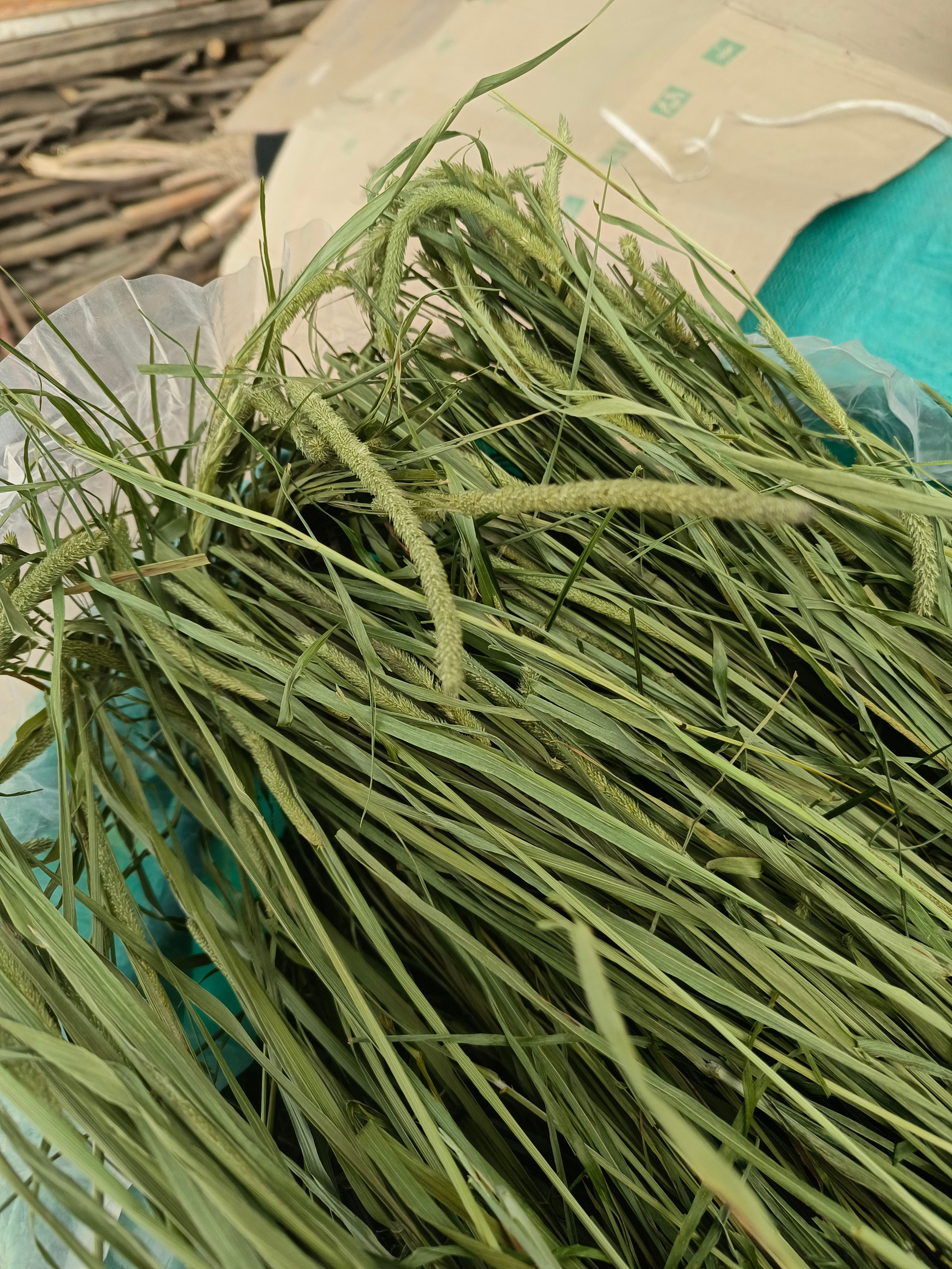 23年烘干有穗提摩西草  兔子  豚鼠  荷兰猪  龙猫主粮