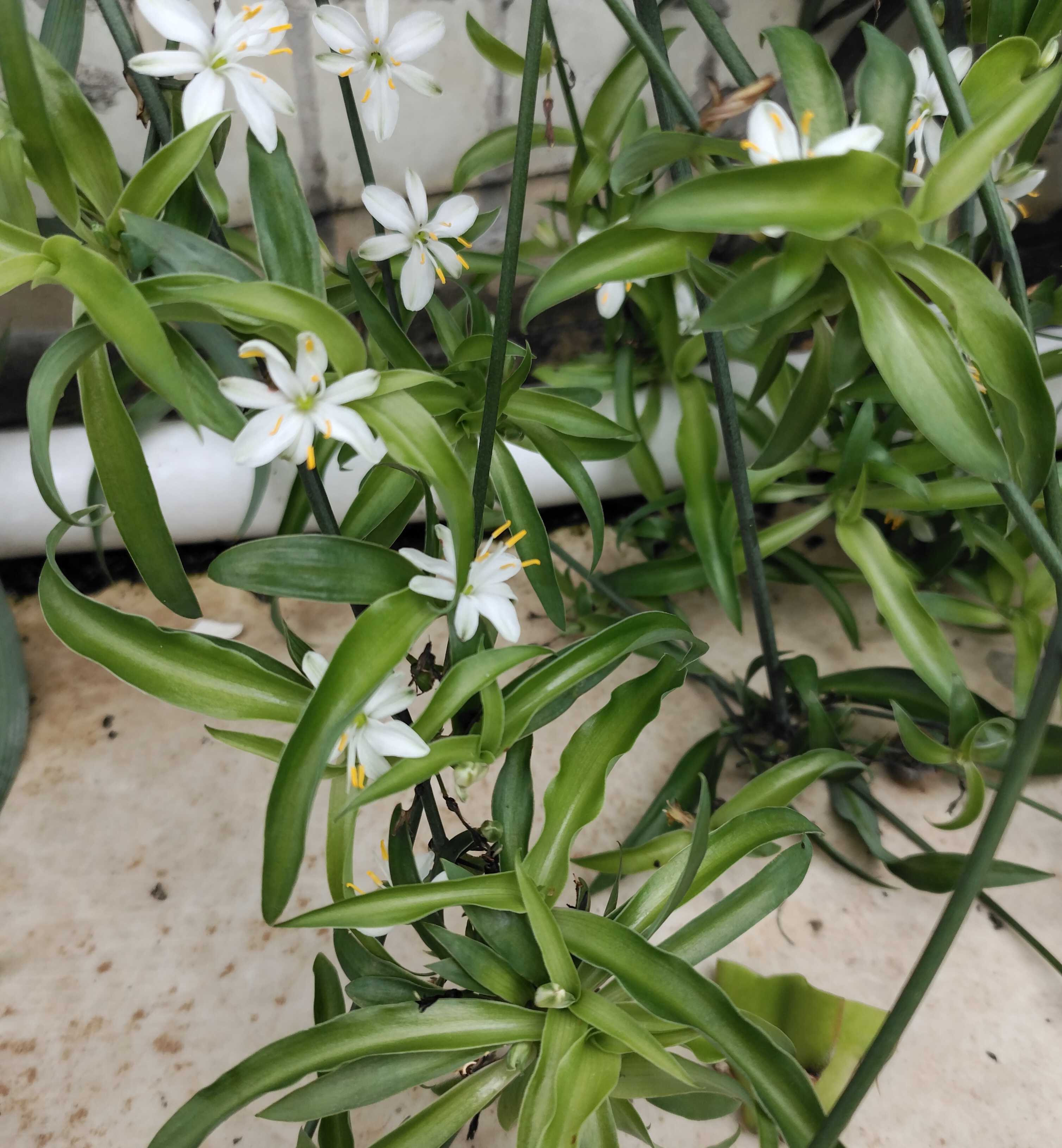 小亭子綠植綜合部