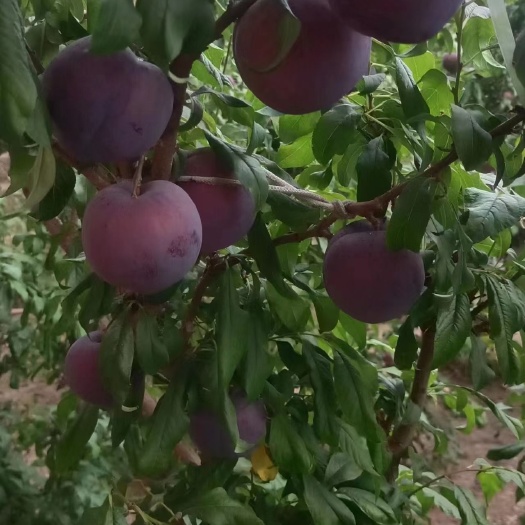 辽南暖棚黑布林李子大量上市