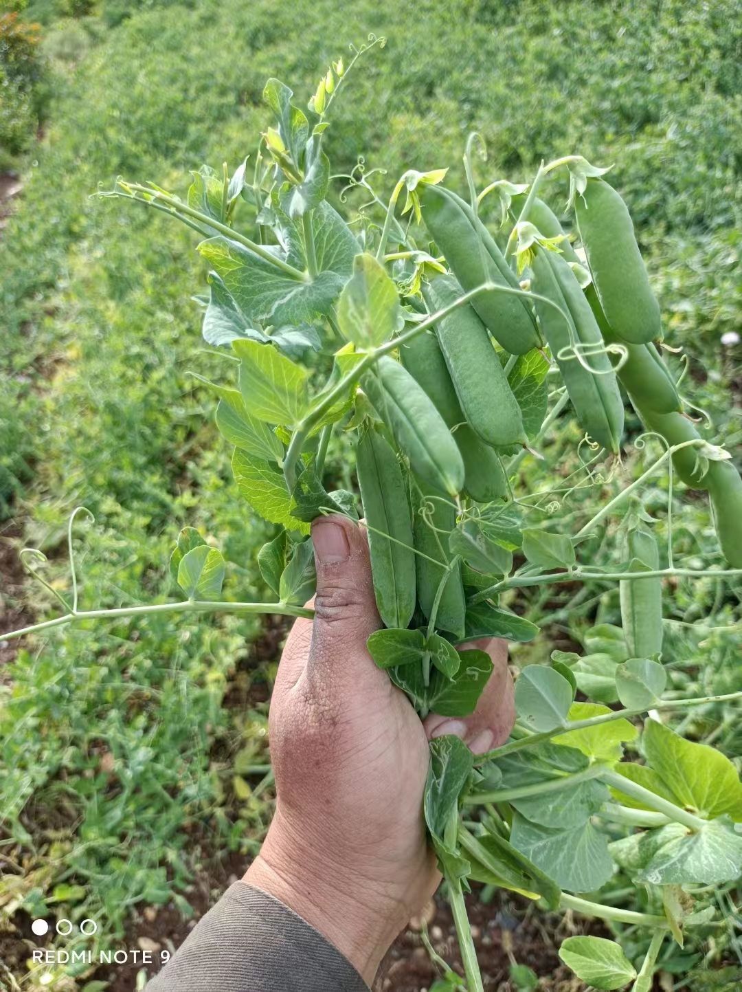 湖北豌豆荚2023年大量上市，产地直发，量大从优