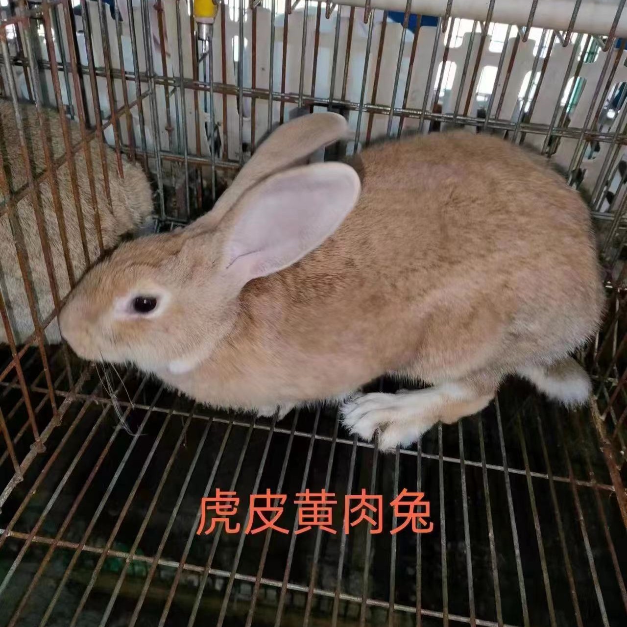 虎皮黄肉兔  专车批量送货到家  技术跟踪指导！