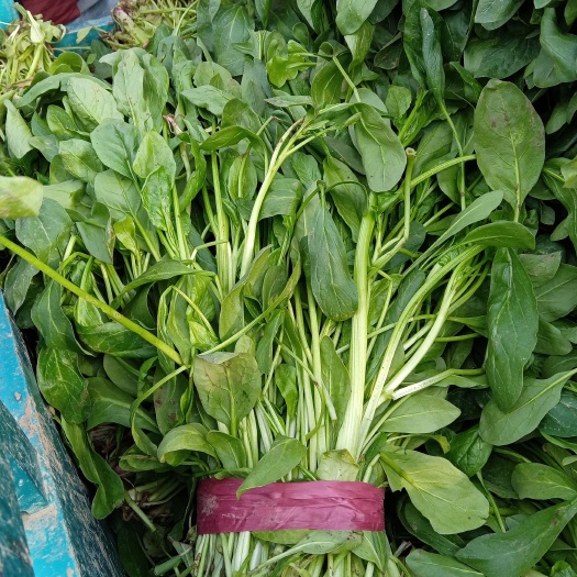 邯郸菠菜，小叶菠菜，菠菜基地，大量上市中，高杆菠菜