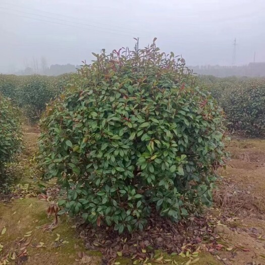 沭阳县红叶石楠球