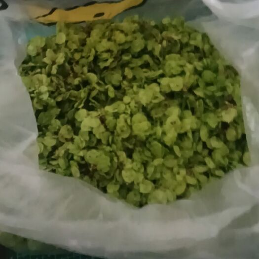 平顶山新鲜榆钱