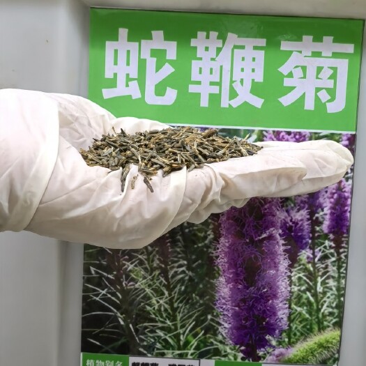 沭阳县蛇鞭菊种子