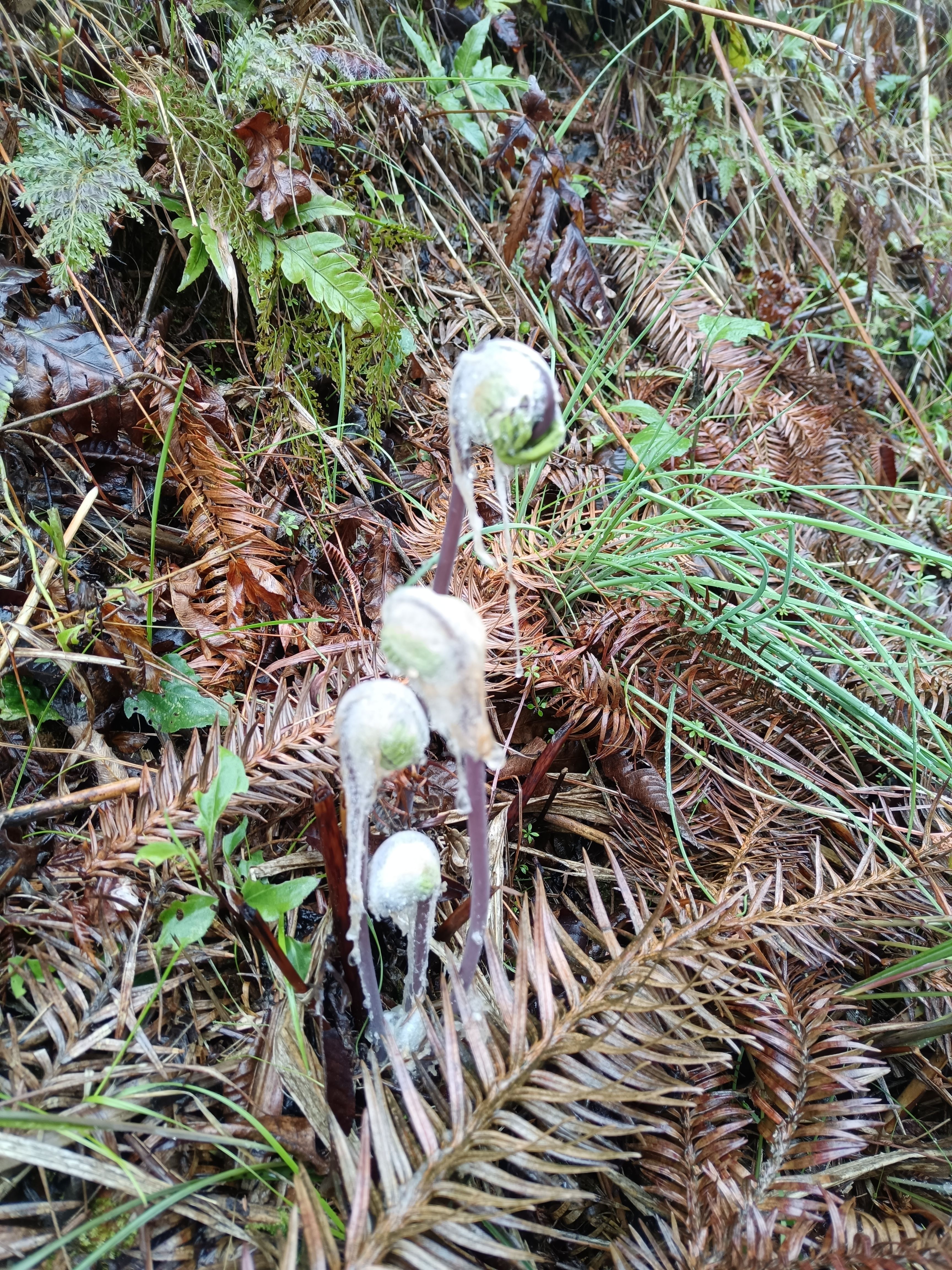 微菜，毛牛广苗