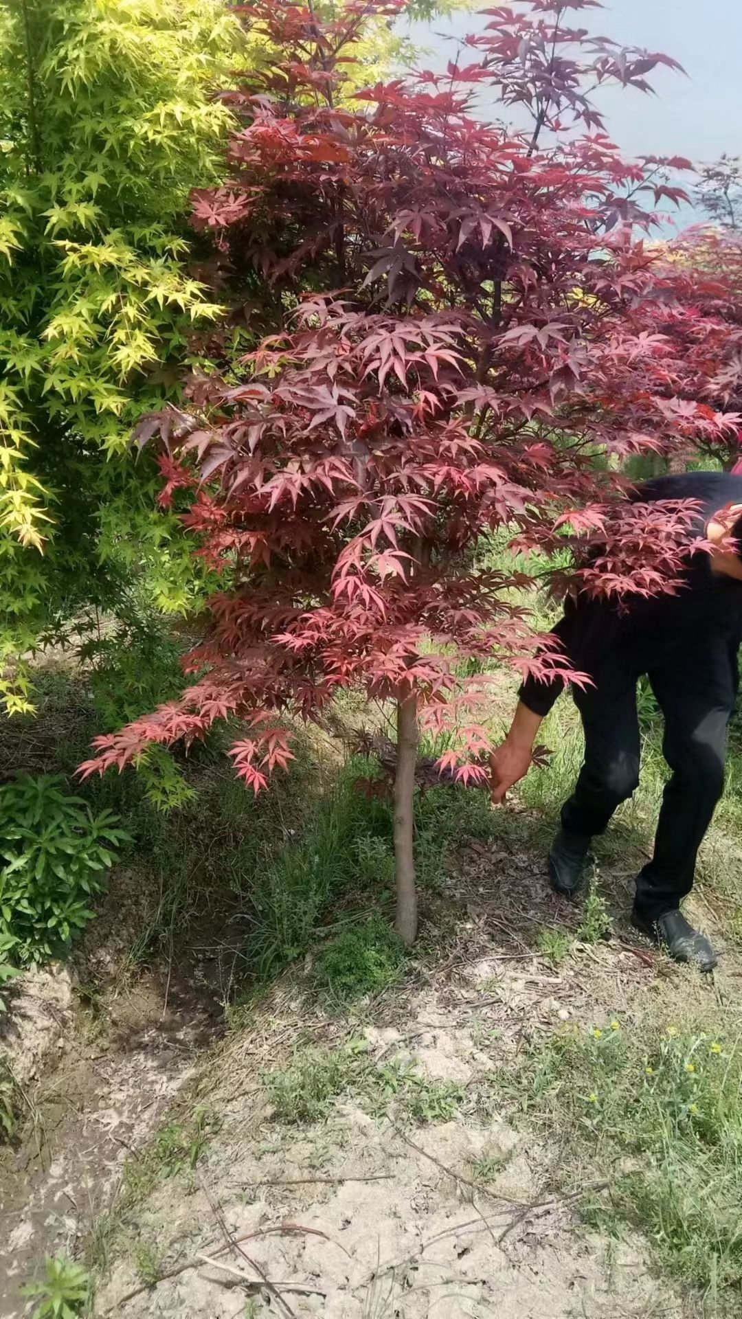 日本红枫
