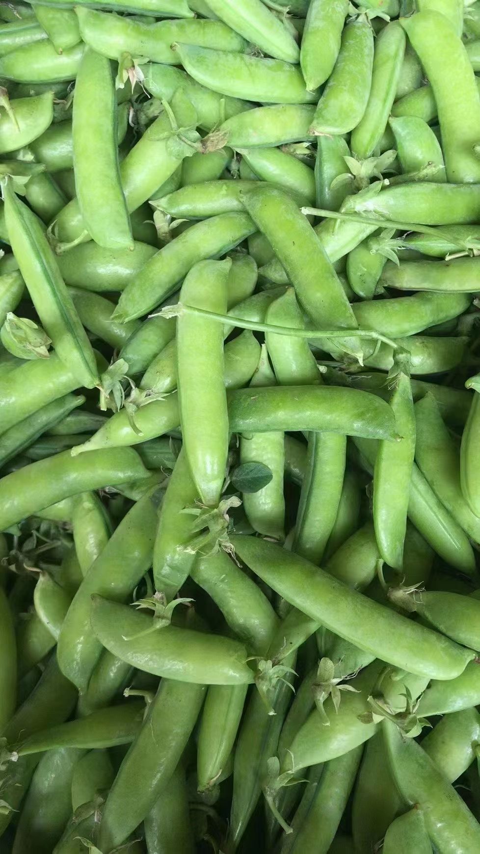 湖北豌豆荚2023年大量上市，产地直发，量大从优
