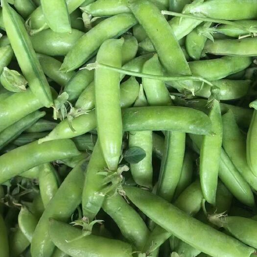 湖北豌豆荚2023年大量上市，产地直发，量大从优