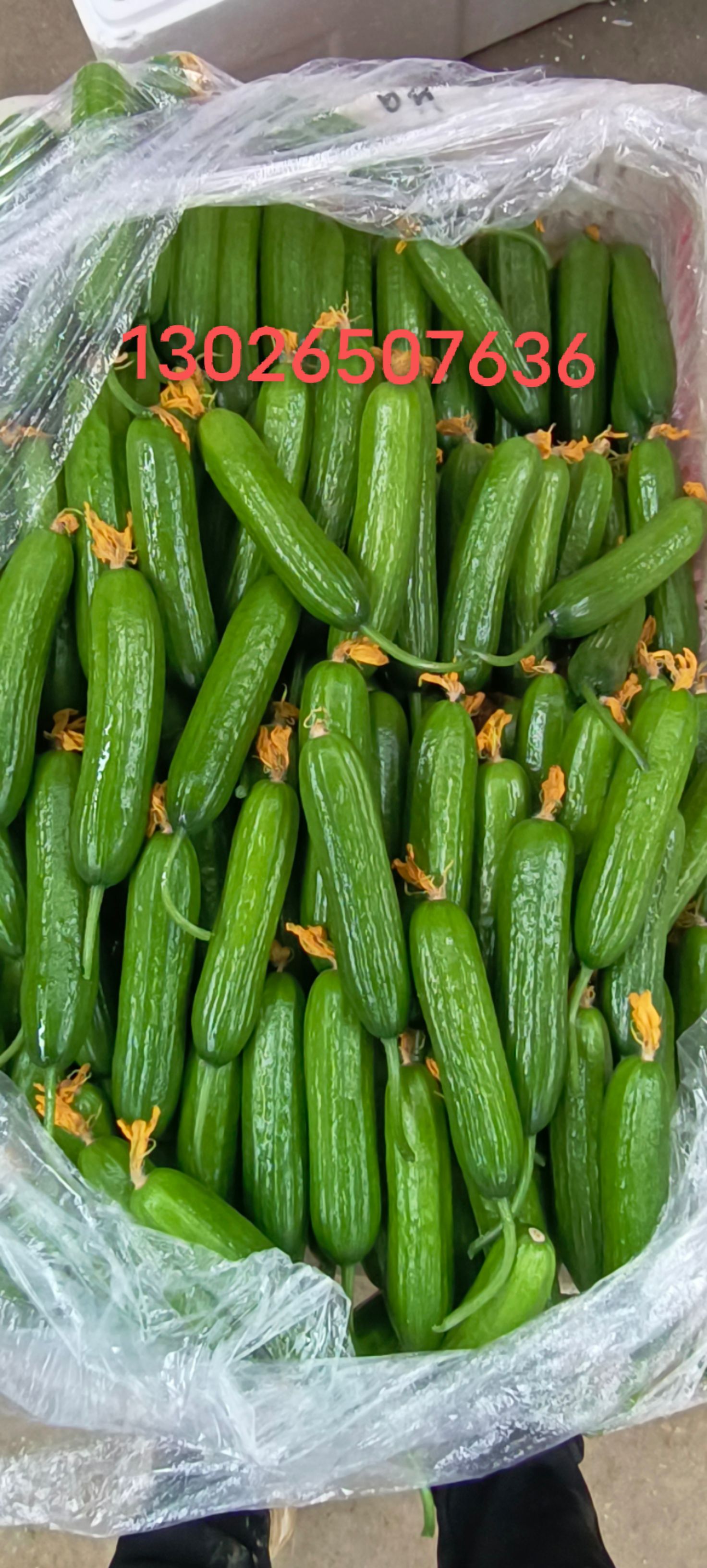 小黄瓜 18~22cm 鲜花带刺