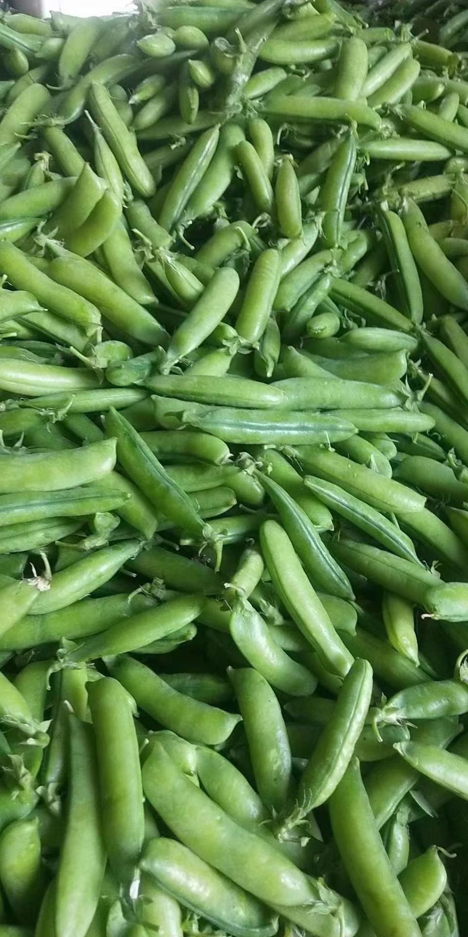 湖北豌豆荚2023年大量上市，产地直发，量大从优
