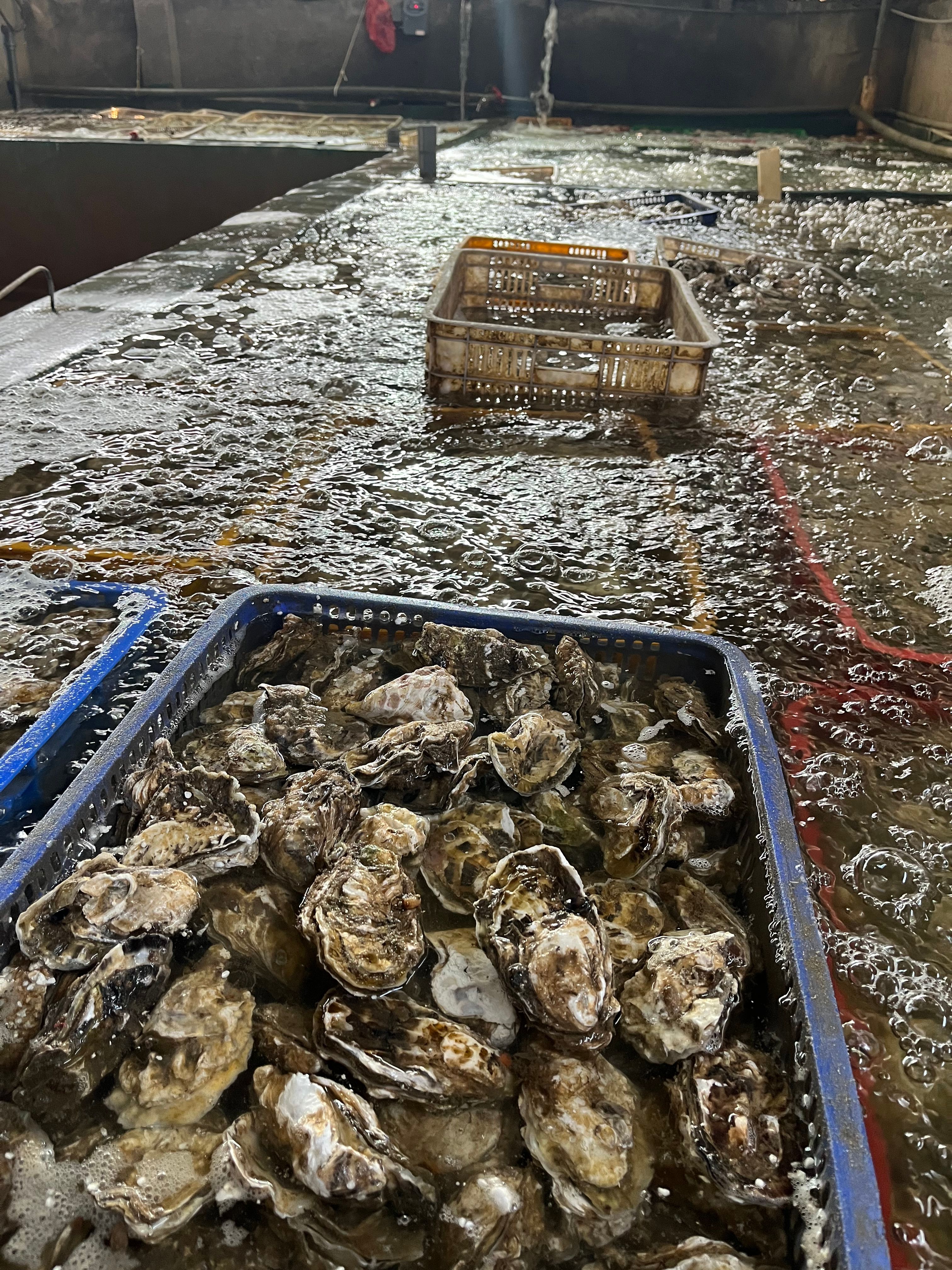 生蚝 蚝【海头厂家】乳山蚝 丘马蚝 福建蚝 大生蚝 小生蚝