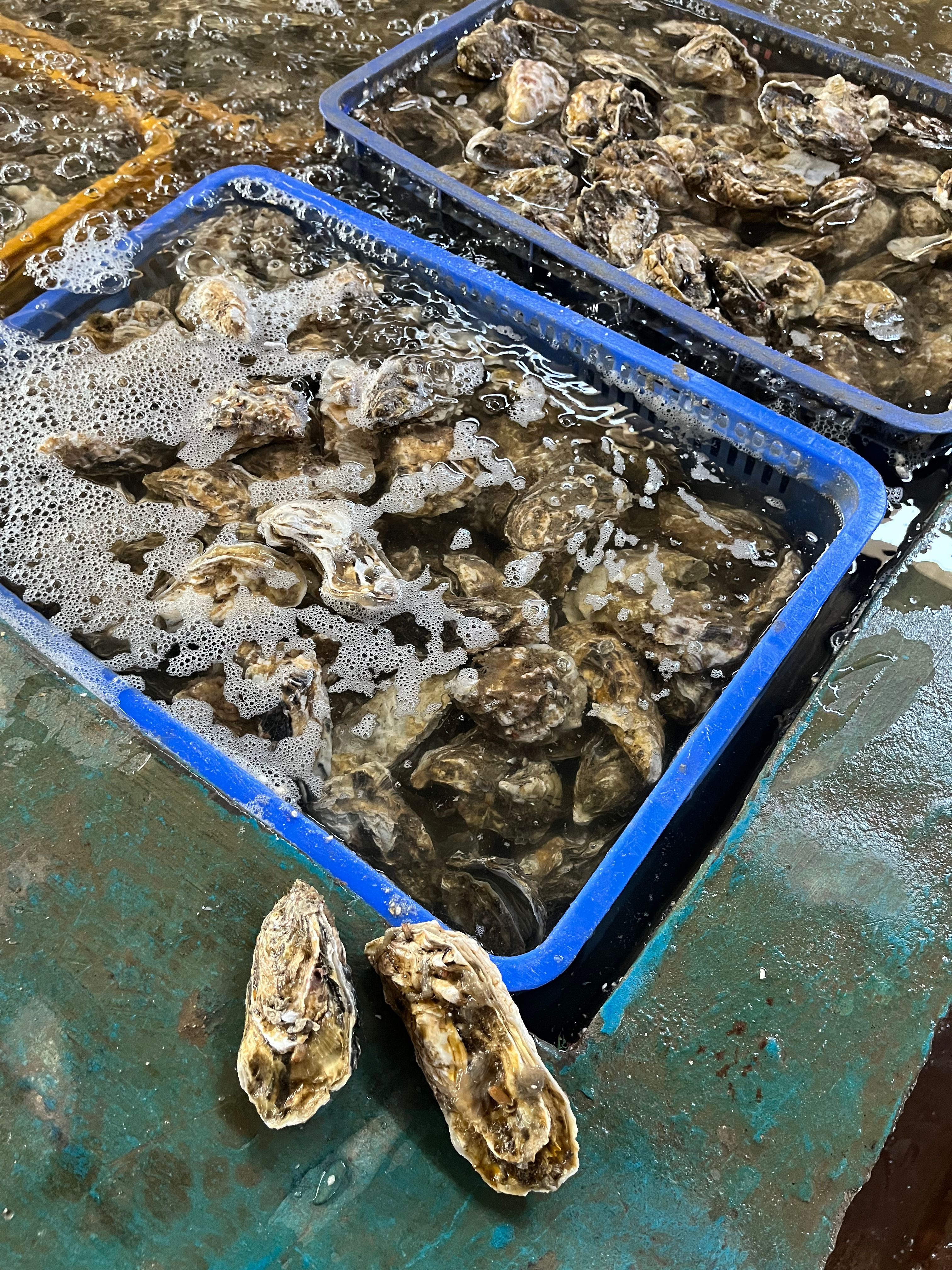 生蚝 蚝【海头厂家】乳山蚝 丘马蚝 福建蚝 大生蚝 小生蚝