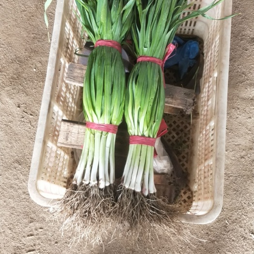 新泰市蒜苗大量上市，近期价格呈下降趋势，品种齐全