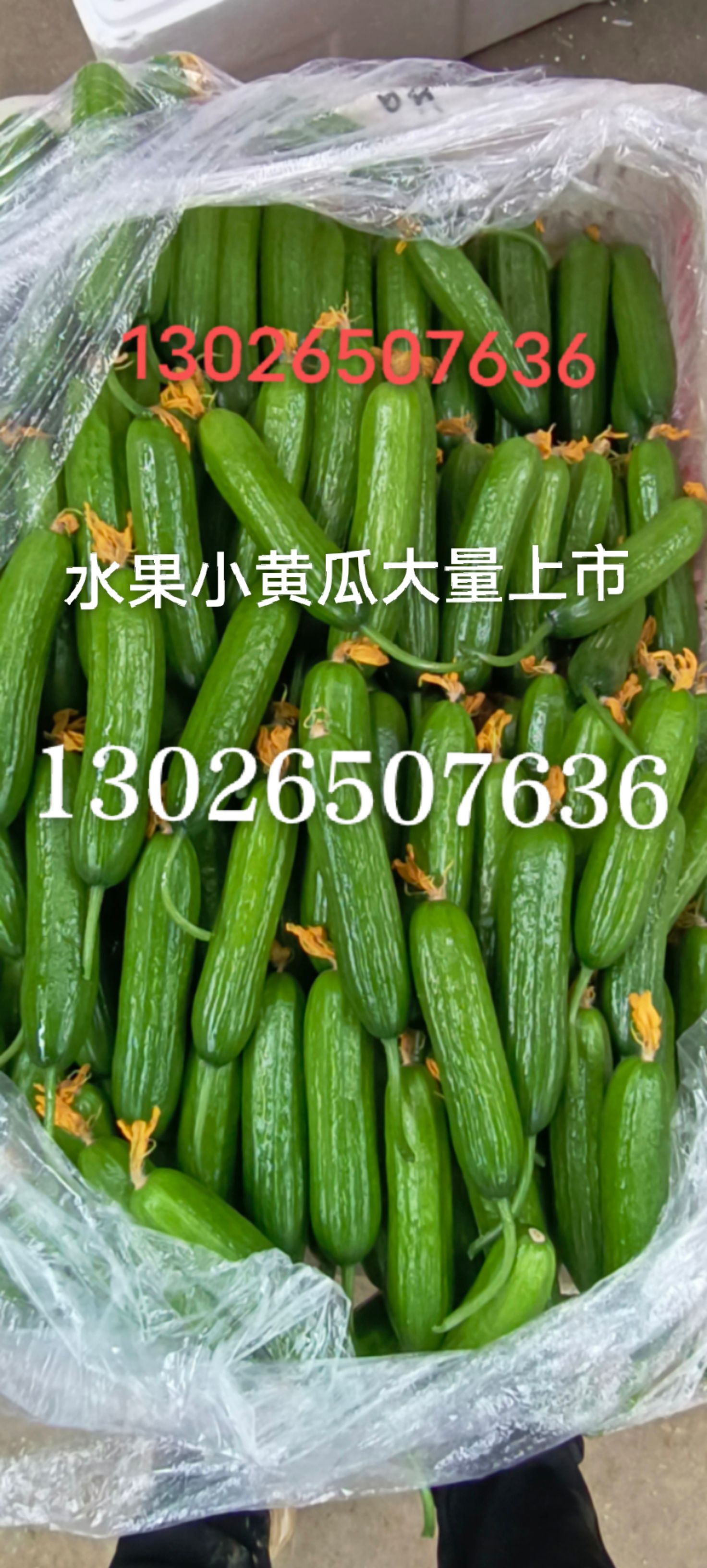小黄瓜 18~22cm 鲜花带刺