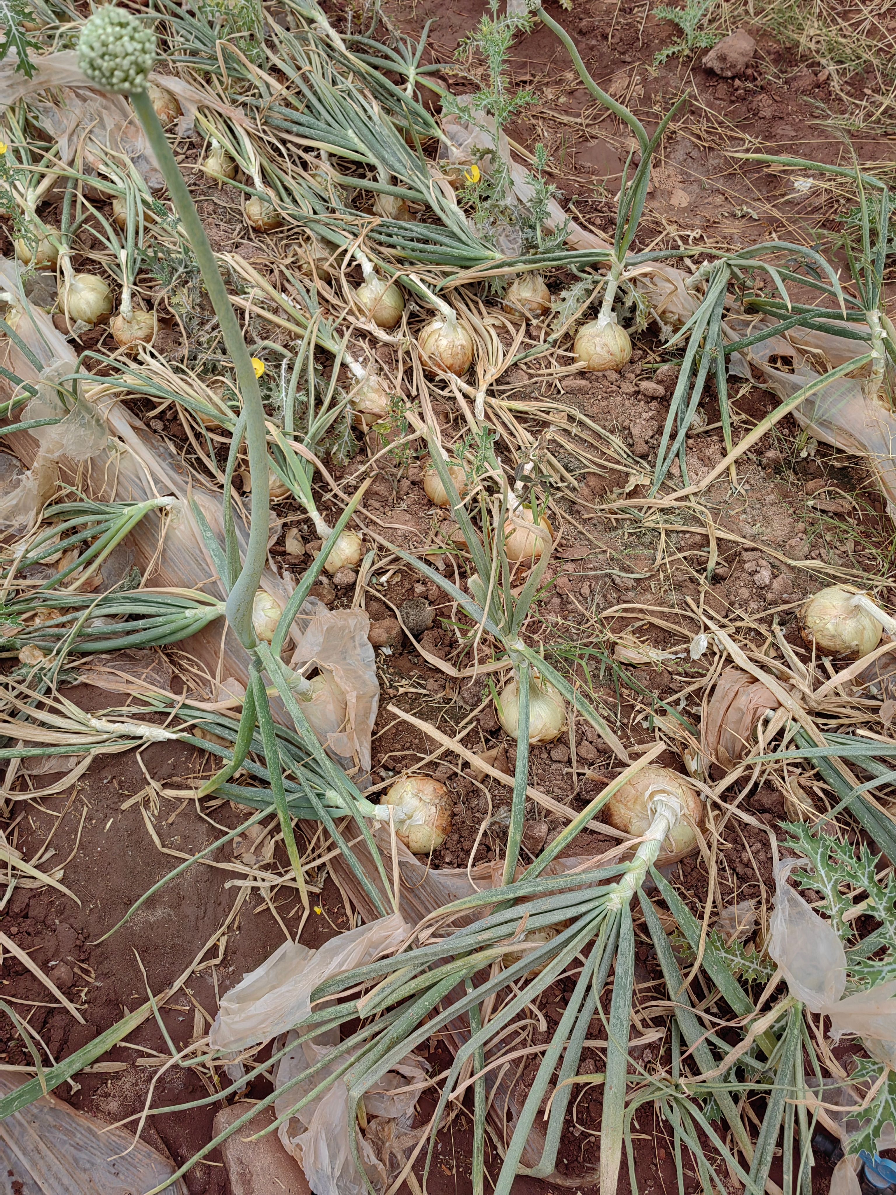 云南高原洋葱，黄洋葱品质保证颜色个头都好！