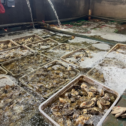 漳浦县生蚝 蚝 【海头厂家】丘马蚝 乳山蚝 福建蚝 大生蚝 小生蚝