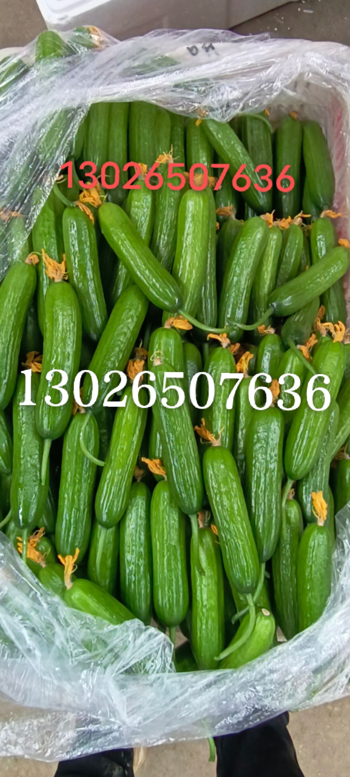 小黄瓜 18~22cm 鲜花带刺