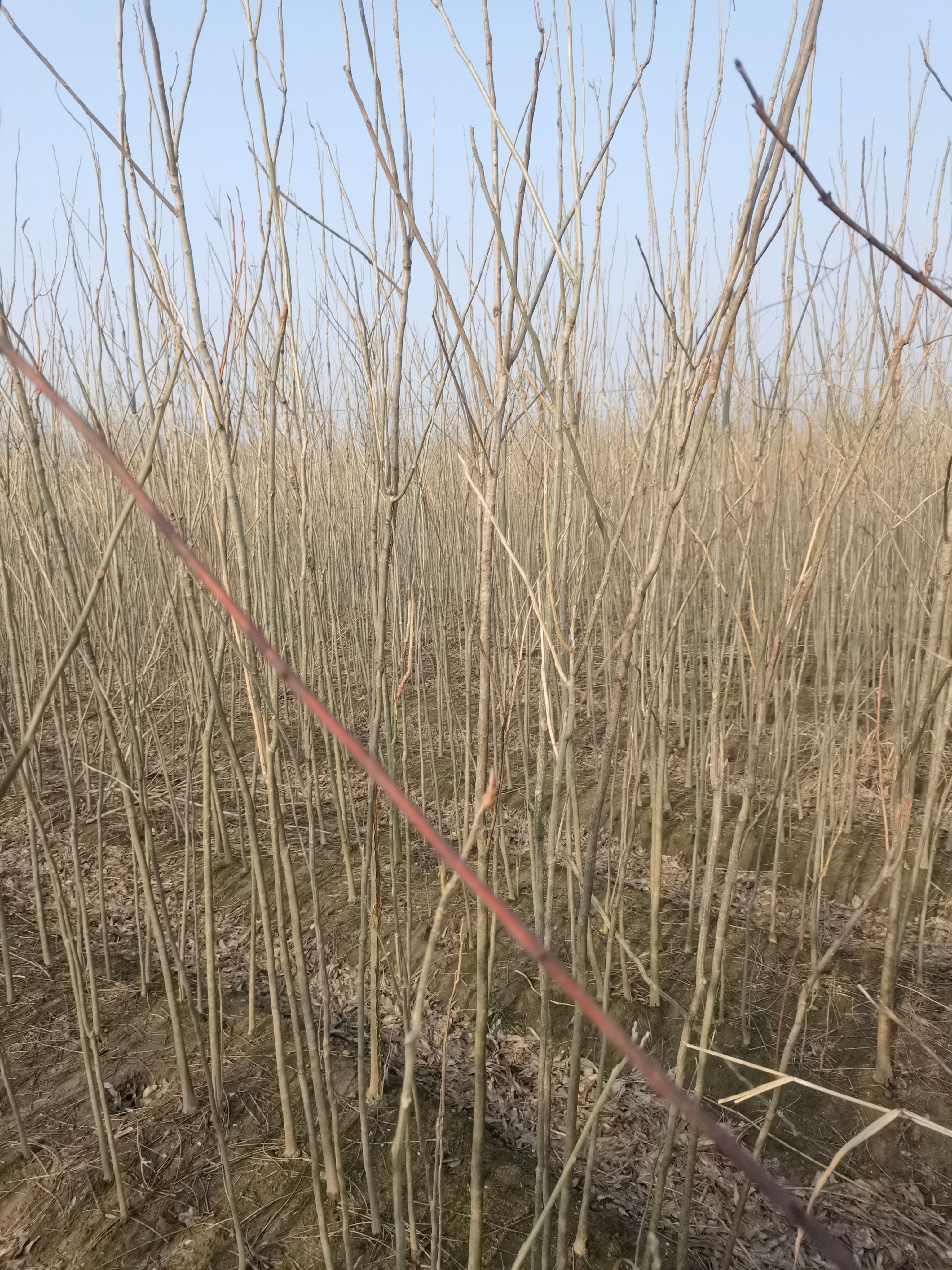 无患子树 无患子小苗