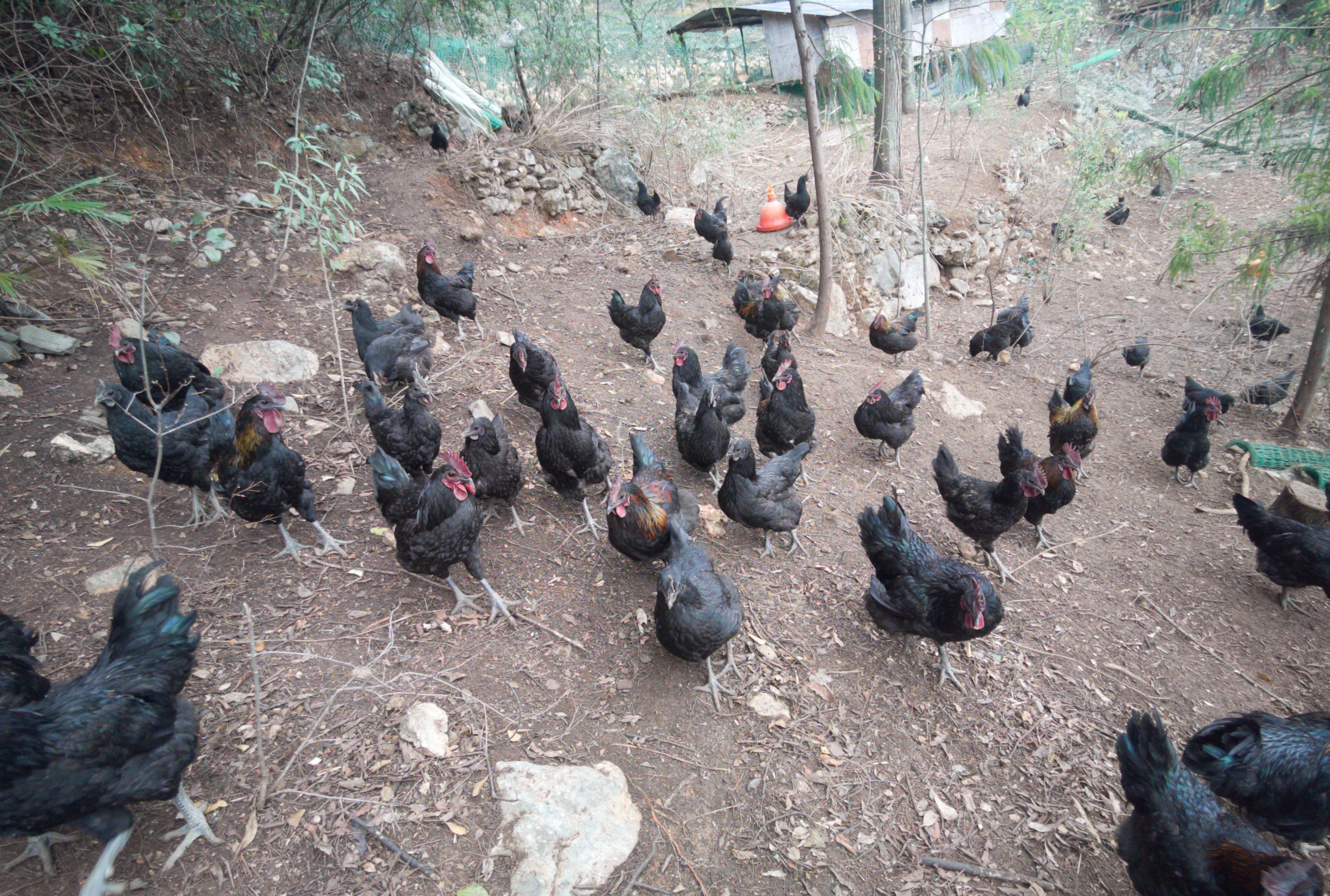 散养土鸡