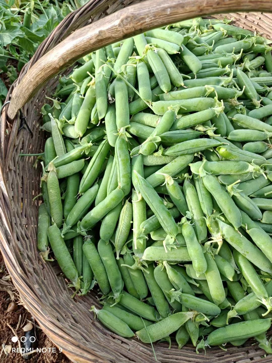 湖北豌豆荚2023年大量上市，产地直发，量大从优