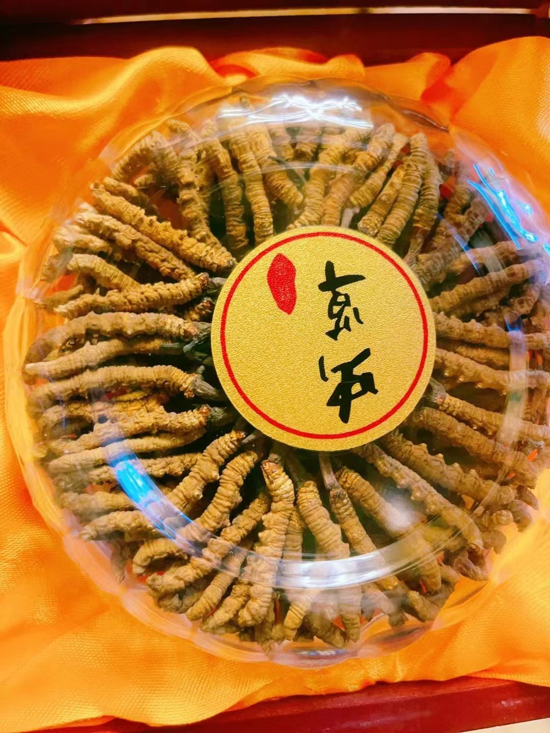 四川高原地带藏区甘孜州虫草