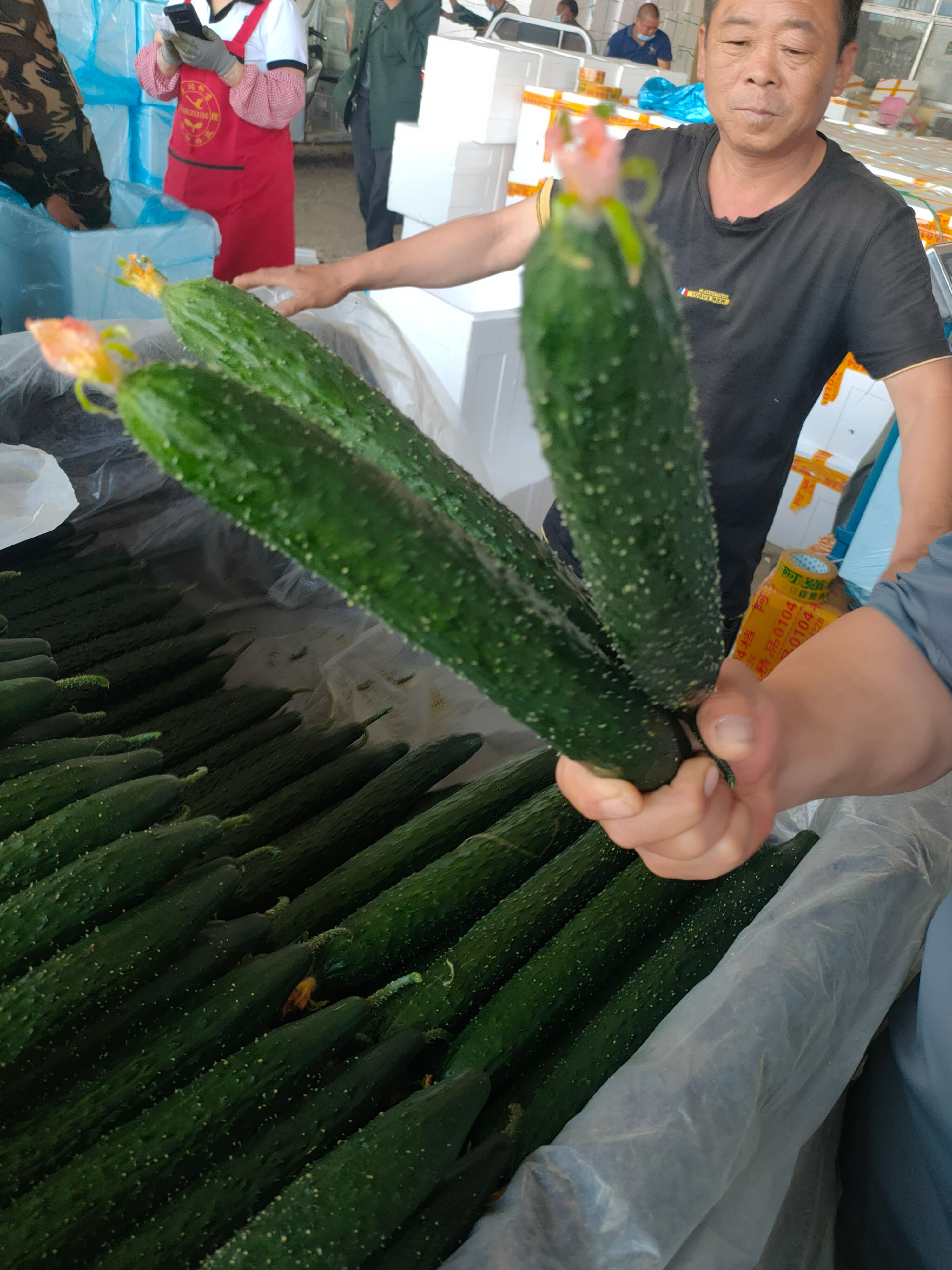 沂水县山东优质密刺黄瓜顶花带刺，一手货源现摘现卖质量保证产地销售。