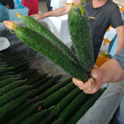 沂南县山东优质密刺黄瓜顶花带刺，一手货源现摘现卖质量保证产地销售。