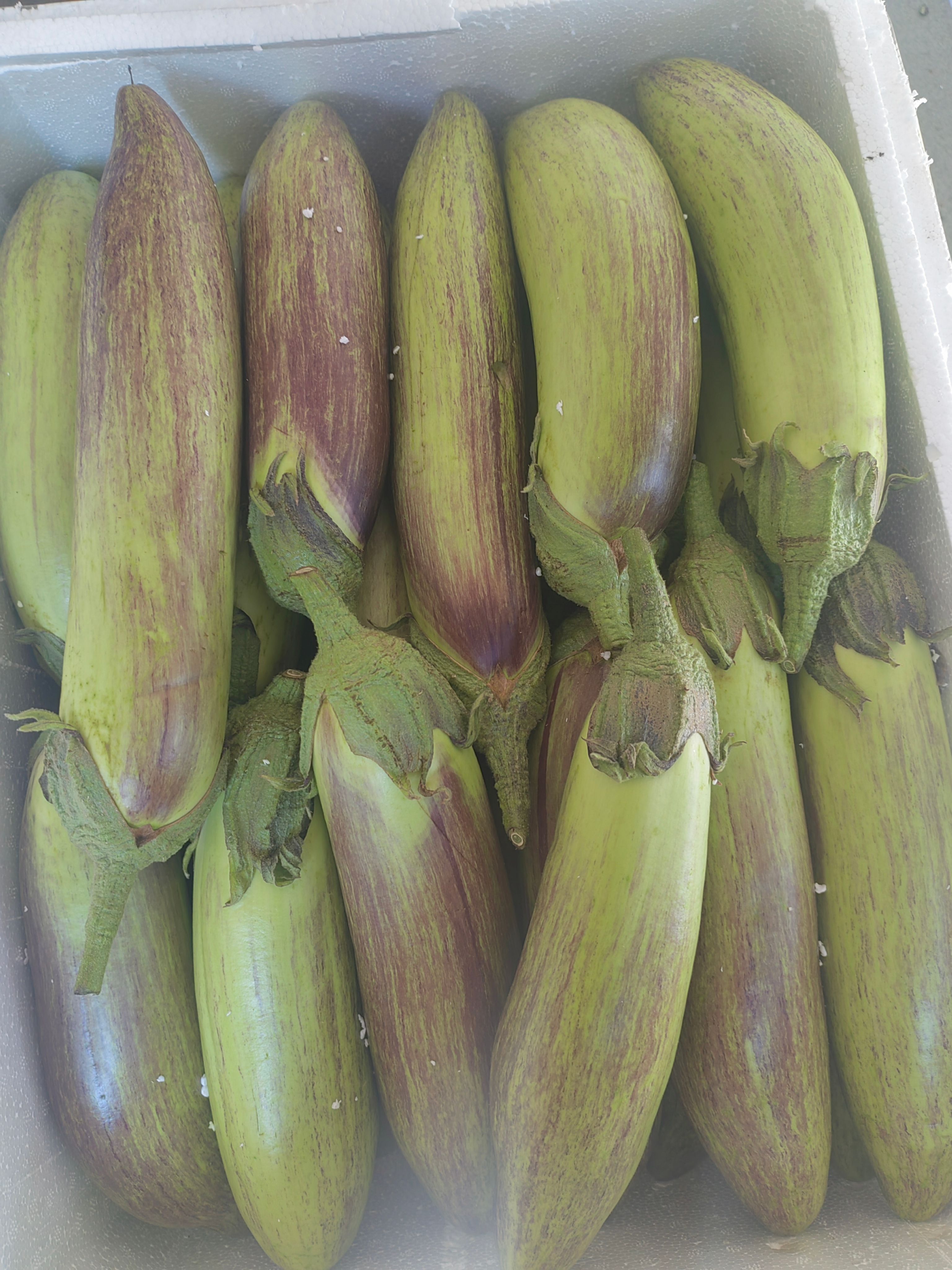 冰川茄子，竹丝茄