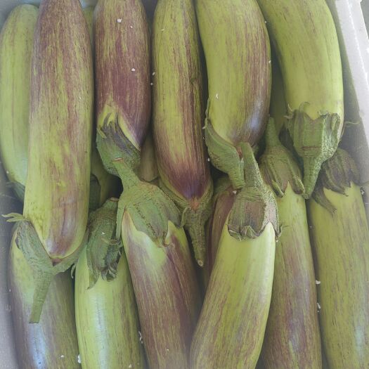 昆明冰川茄子，竹丝茄