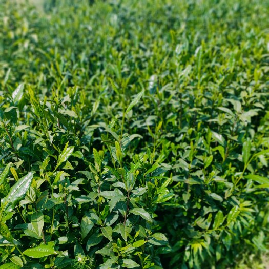 荒山绿茶，不打药不施肥，自然生长在森林间自产自销口感清香甘醇