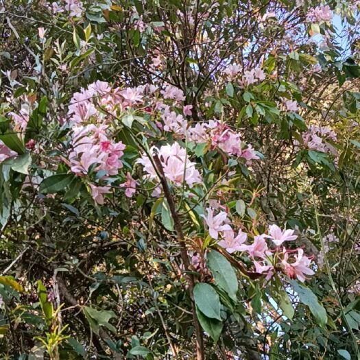 马关县杜鹃花，满树洁白，花香独特，树形优美，花期一个月。