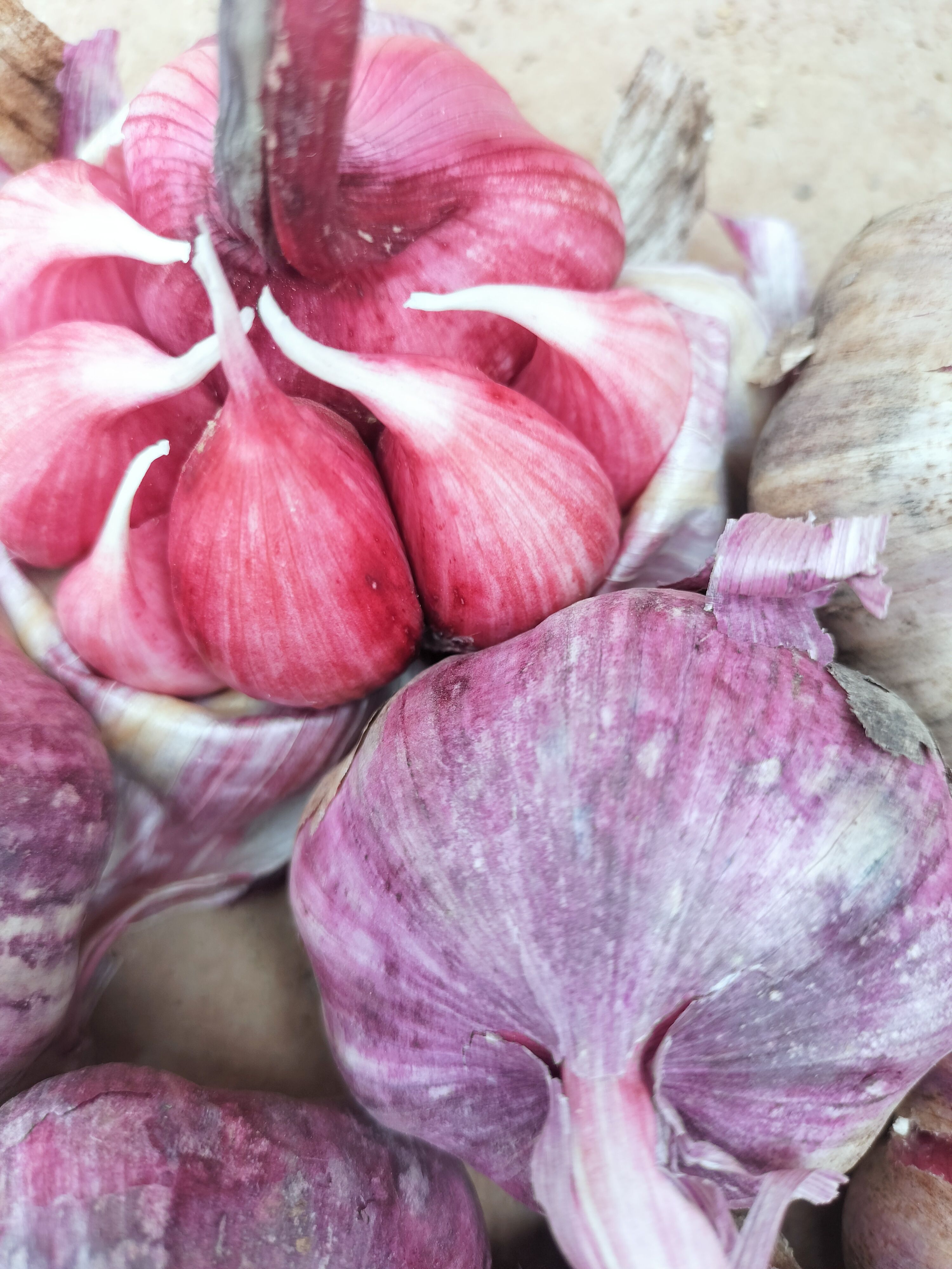 热销《云南紫皮蒜》2025年新蒜产地直发一手货源