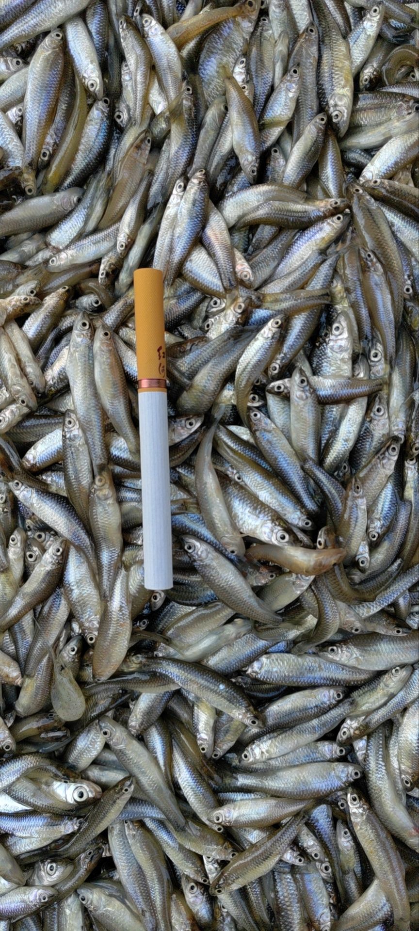 鱼，小麦穗。绿色健康货源充足
