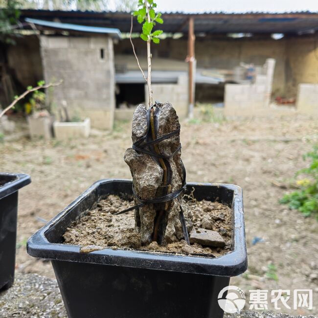 开槽太湖石英德石附石天然造型盆景附树石树抱石附石盆景