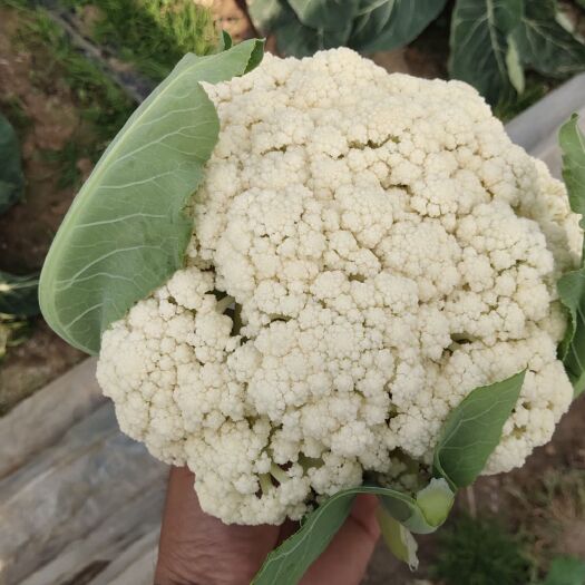 南通有机花菜