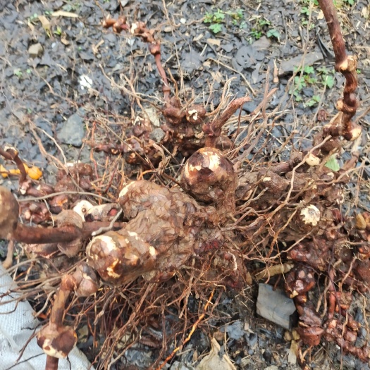 长顺县土茯苓