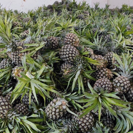 屏边县菠萝云南香水菠萝，一件代发，花开美过四季、甜过初恋，产地直销