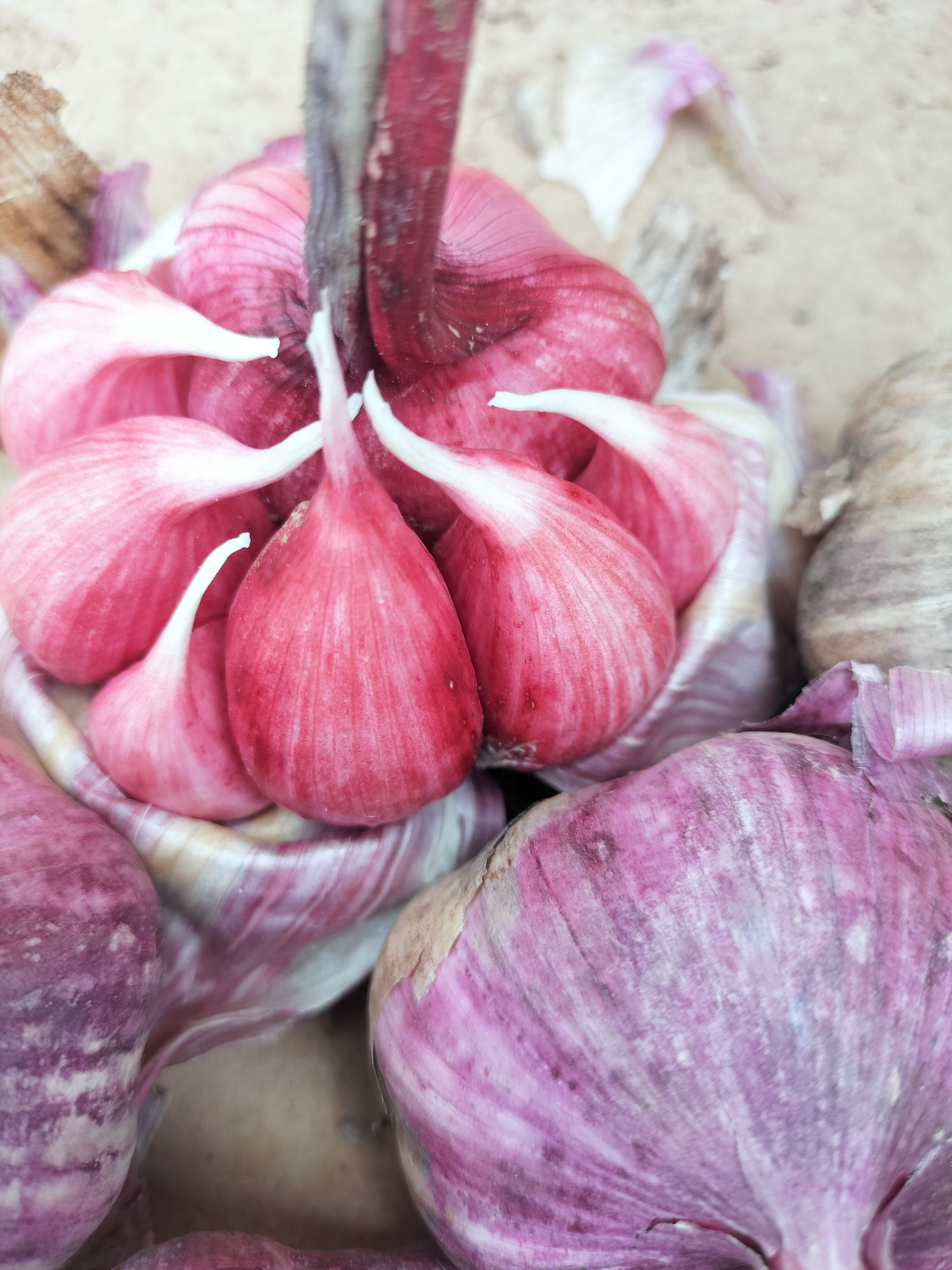 热销《云南紫皮蒜》2025年新蒜产地直发一手货源