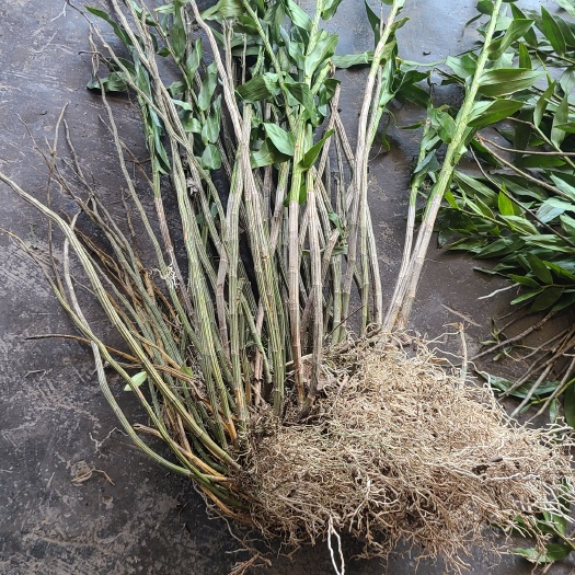 凤山县广西山卡卡长寿乡流苏石斛鲜货批发煲汤煮茶盆景微景观室内阳台