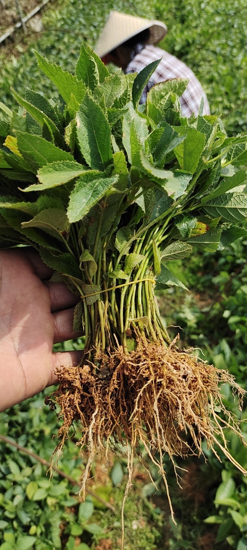 五指毛桃老水裸根苗