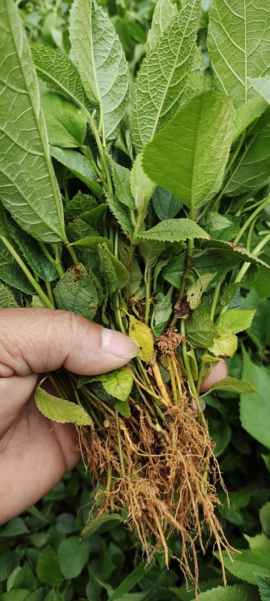 五指毛桃老水裸根苗