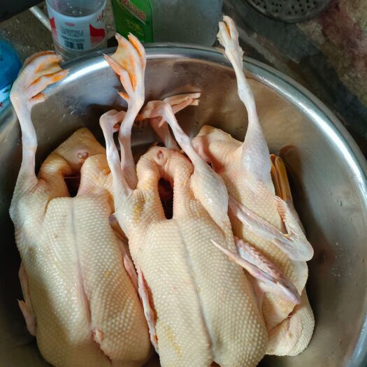 南宁农家自养自销土鸭