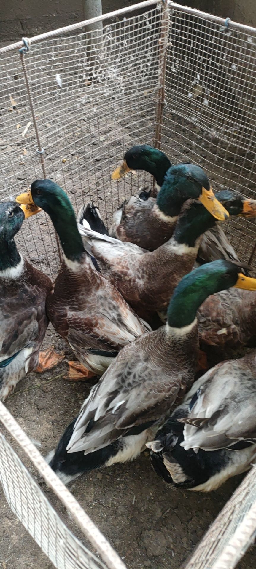 农家自养自销土鸭