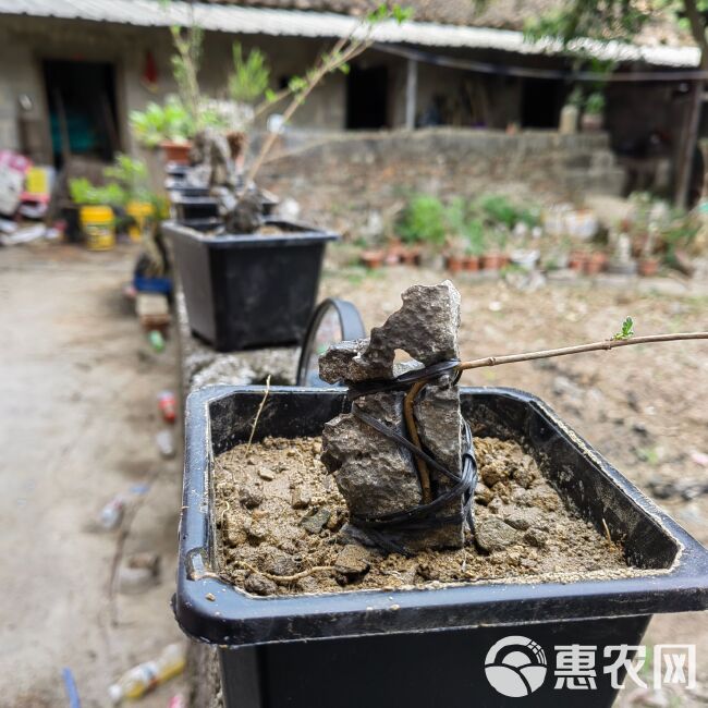 开槽太湖石英德石附石天然造型盆景附树石树抱石附石盆景